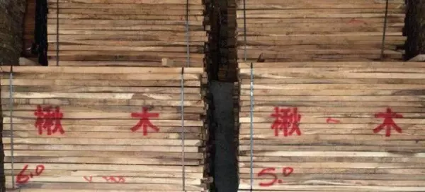 黄金胡桃木和北美黑胡桃木哪个好(2)
