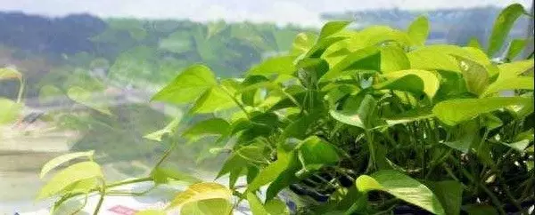 大叶伞叶子耷拉下来怎么办(1)