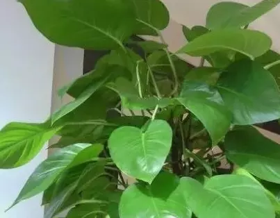 大叶伞叶子耷拉下来怎么办(2)