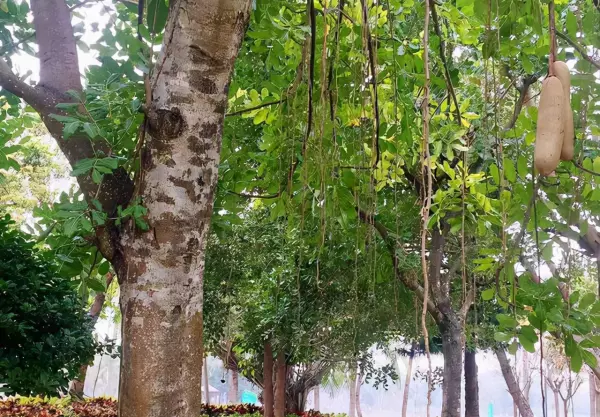 非洲吊灯树果提取物的功效(4)