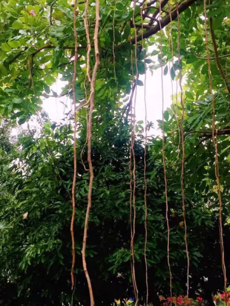 非洲吊灯树果提取物的功效(9)