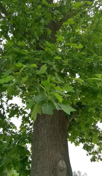 鹅掌楸木是什么档次的木材(1)
