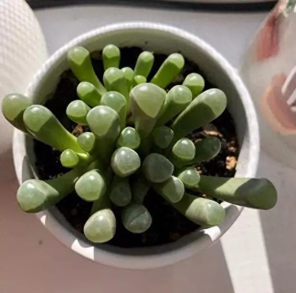 胖娃娃植物有毒吗适合在家养吗(1)