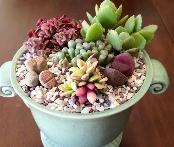胖娃娃植物有毒吗适合在家养吗(2)