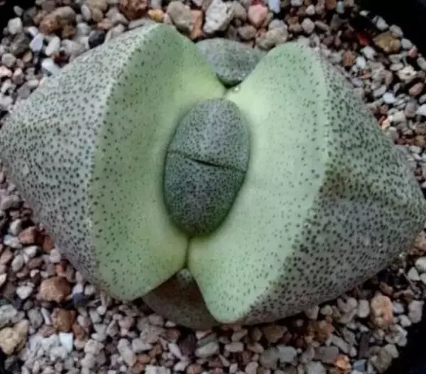胖娃娃植物有毒吗适合在家养吗(4)