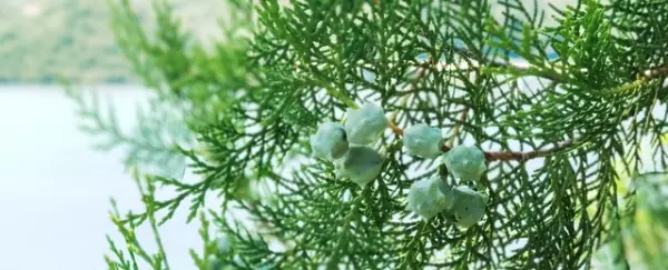 柏树籽枕头的作用与功效是什么(1)