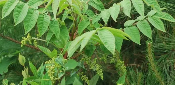 漆油的功效与作用及价格(2)