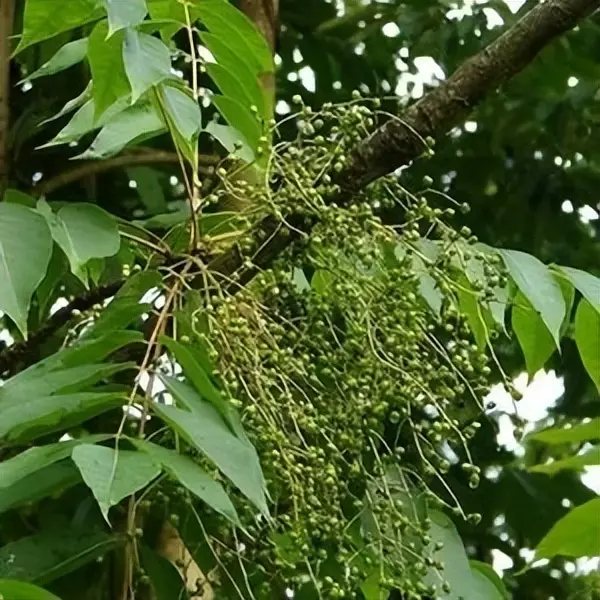 漆油的功效与作用及价格(4)