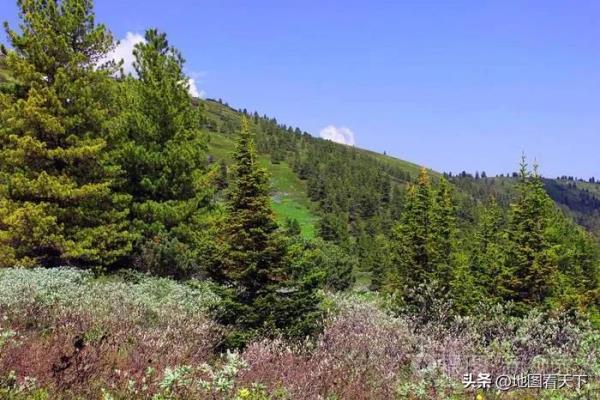 西伯利亚落叶松是兴安落叶松吗.