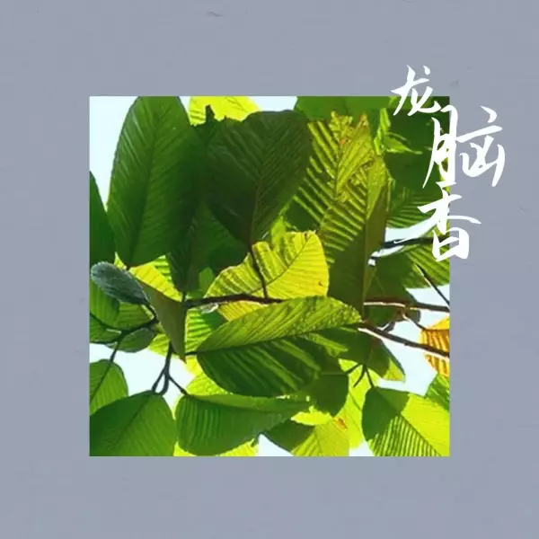 龙脑香与龙涎香的区别(10)