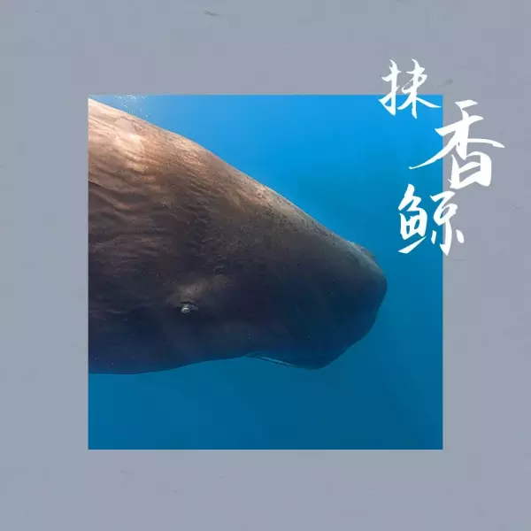 龙脑香与龙涎香的区别(13)