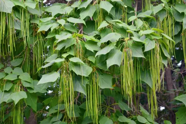 梓木属于什么档次的木材(1)