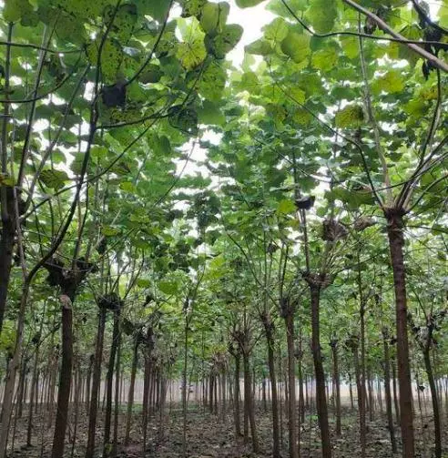 梓木属于什么档次的木材(2)