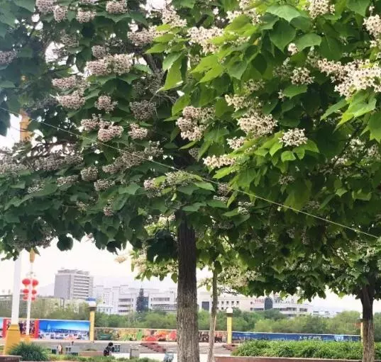梓木属于什么档次的木材(4)