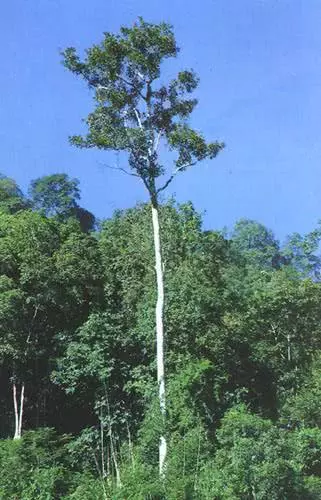 龙脑香科树木有什么价值(4)