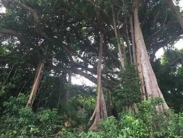 龙脑香科树木有什么价值(6)