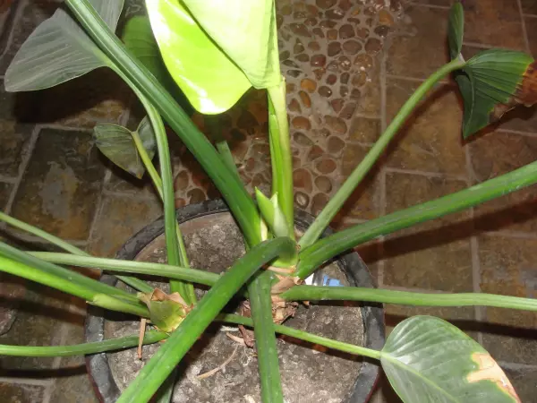 金钻开花吗开的花什么样子(1)