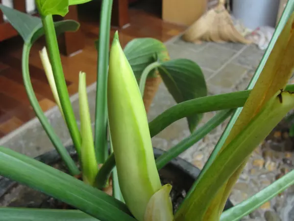 金钻开花吗开的花什么样子(2)