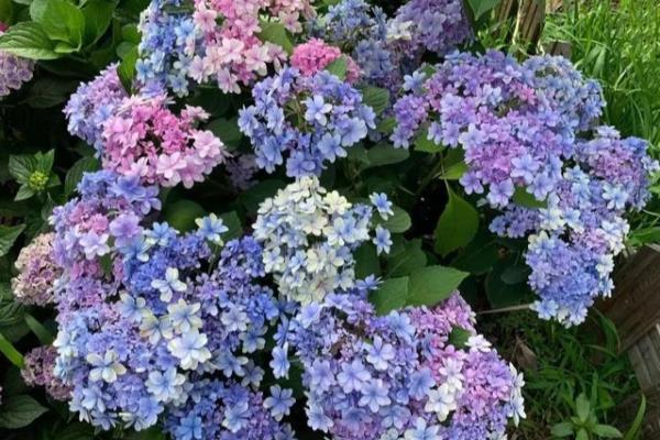 绣球花有毒吗 用手接触会中毒吗.