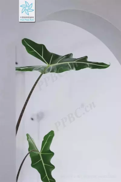 绣球有毒吗 怎样安全观赏和摘取(15)