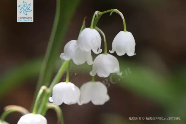 绣球有毒吗 怎样安全观赏和摘取(18)