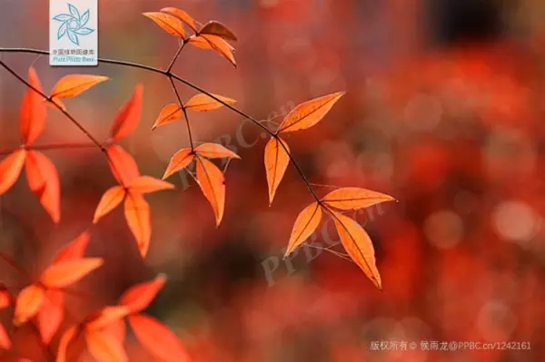 绣球有毒吗 怎样安全观赏和摘取(36)