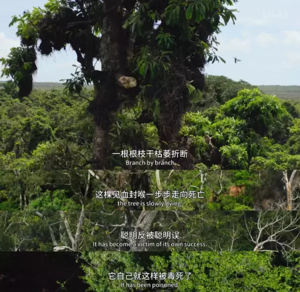绣球有毒吗 怎样安全观赏和摘取(38)