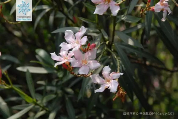 绣球有毒吗 怎样安全观赏和摘取(3)