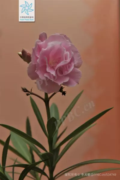 绣球有毒吗 怎样安全观赏和摘取(4)