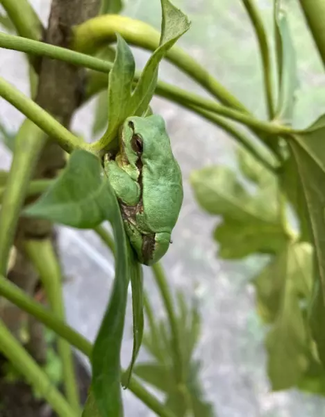 饰纹姬蛙是保护动物吗(4)