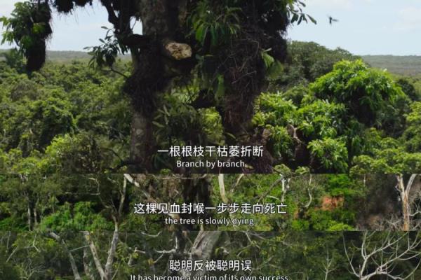 绣球有毒吗 怎样安全观赏和摘取.