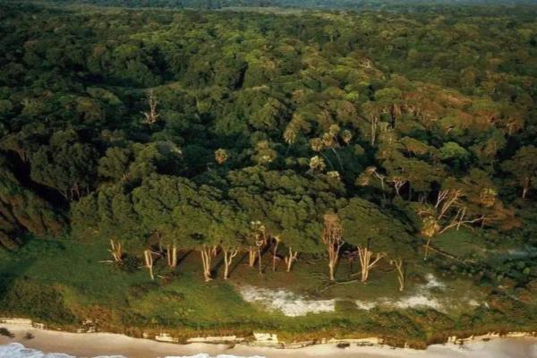 斯文漆木和爱里古夷苏木哪个好.