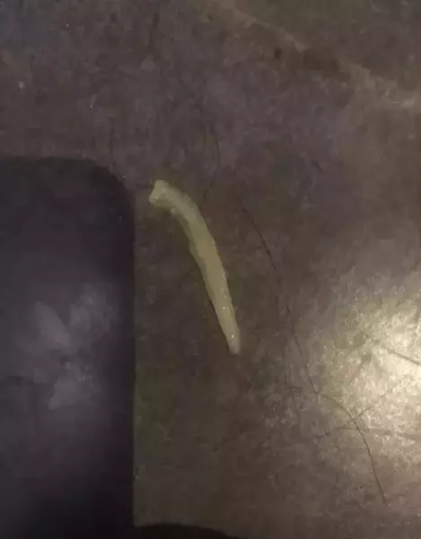 瓜子虫子是什么意思(4)