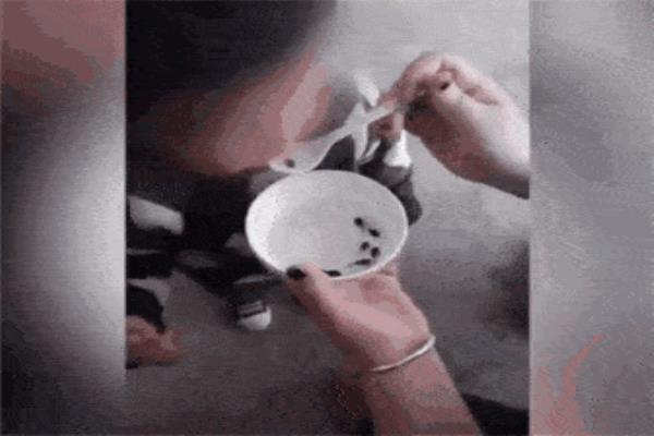 瓜子虫子是什么意思.
