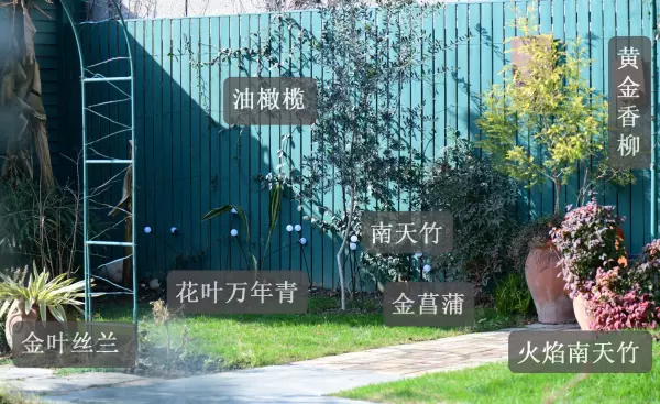 花叶香桃木是常绿还是落叶(28)