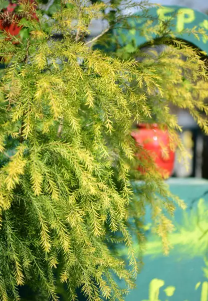 花叶香桃木是常绿还是落叶(34)