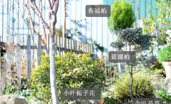 花叶香桃木是常绿还是落叶(47)