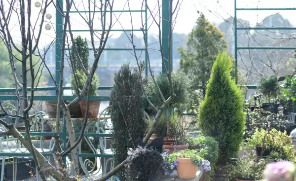 花叶香桃木是常绿还是落叶(52)
