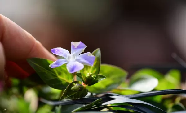 花叶香桃木是常绿还是落叶(61)