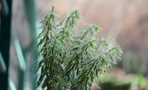 花叶香桃木是常绿还是落叶(83)