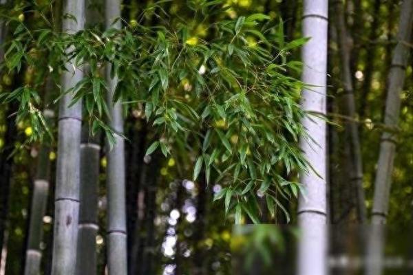 家里可以种竹子吗为什么家里不能种竹子.