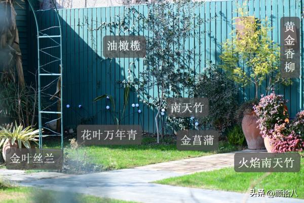花叶香桃木是常绿还是落叶.