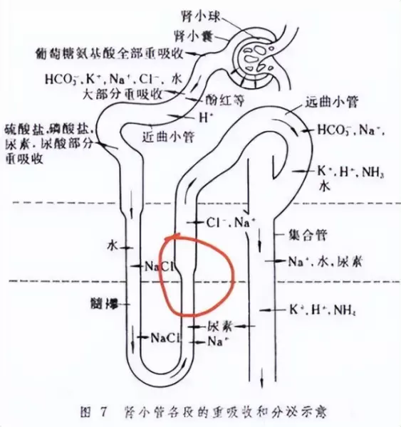 阿贝尼奈的作用与功效(3)