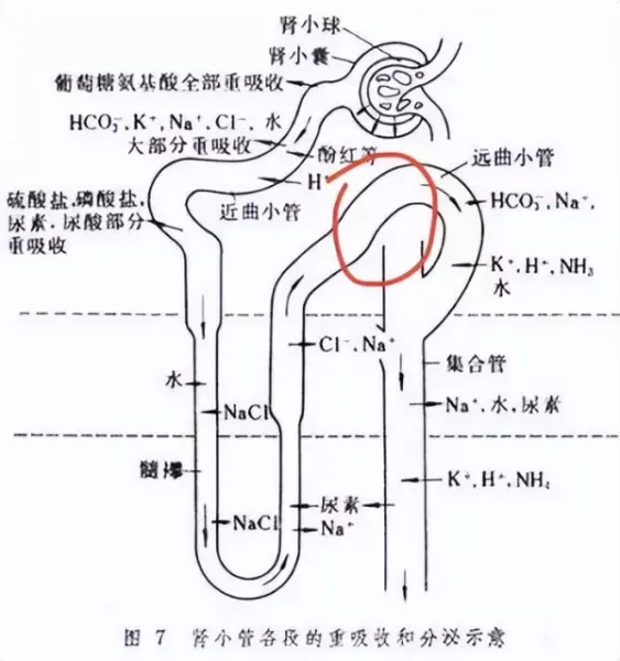 阿贝尼奈的作用与功效(5)