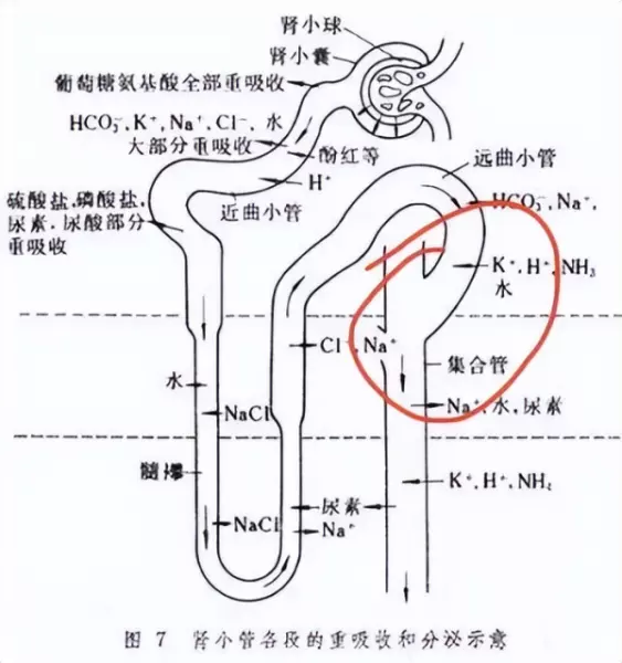 阿贝尼奈的作用与功效(7)