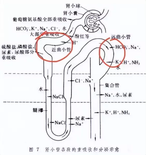 阿贝尼奈的作用与功效(9)