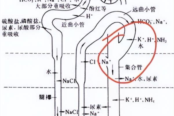 阿贝尼奈的作用与功效.