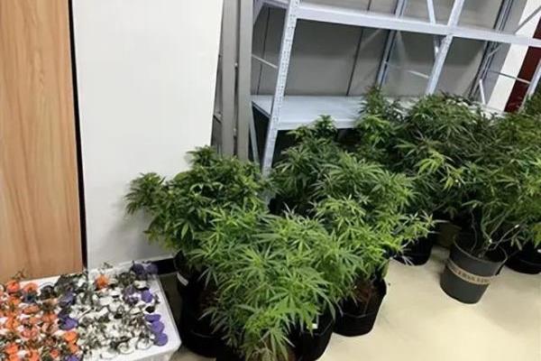 密不通风和密不透风是不是反义词.