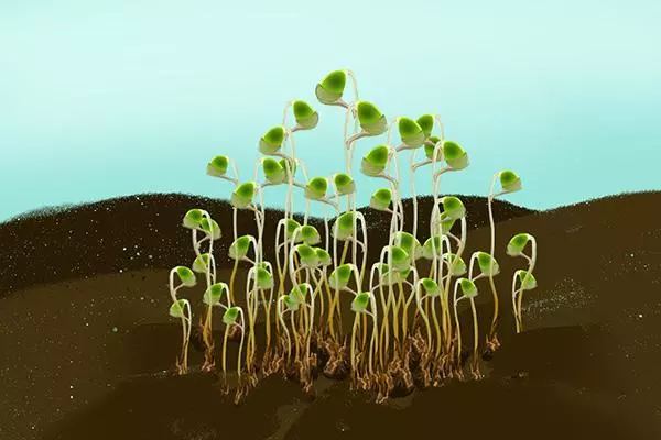 葫芦藓是什么植物,有类似 ,无(2)