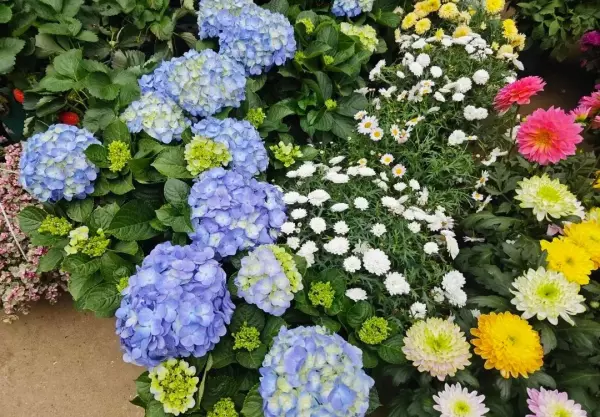 盆景花卉批发市场在哪里进货(13)